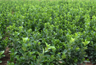 冬青品種全：從中國冬青到北美冬青